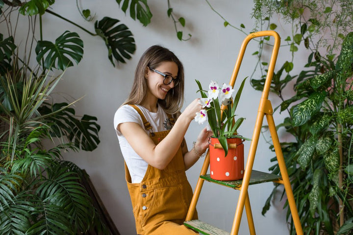 Tips para cuidar las plantas de interior